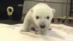 Первые шаги полярного медведя