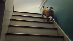 Собака взбирается по лестнице