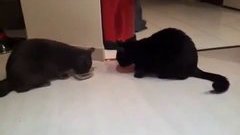 Одна миска на две кошки