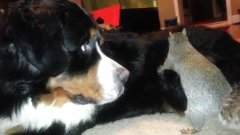 Белка пытается спрятать орех в шерсти собаки
