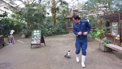 Пингвин бегает за человеком