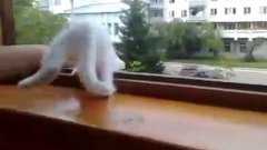 Котенок спасает руку хозяина
