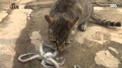 Кошка и осьминог
