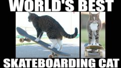 Приключения кота скейтбордиста