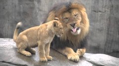 Львята впервые видятся с отцом