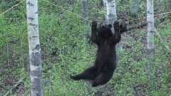 Медведь перебирается по веревке за добычей