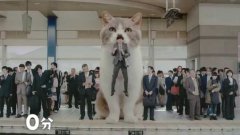 Японская реклама с огромными кошками