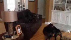 Переполненная энергией собака прыгает по мебели