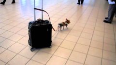 Маленькая собачка тащит за собой сумку