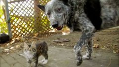 Собака дружит с отсталым котенком