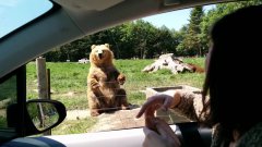 Медведь ловко ловит еду