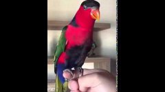 Попугай пародирует телефонный звонок