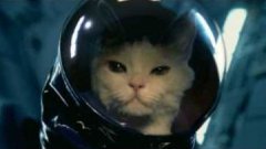 Котенка запустили в космос!