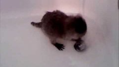 Маленький енот купается в ванной