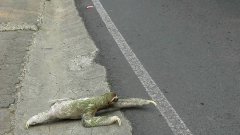 Ленивец ползёт через дорогу