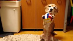 Собака учится ловить мяч лапами