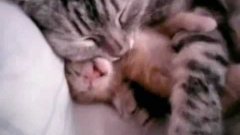 Кошка обномает своего котёнка во сне
