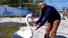 Лебедь жалуется директору зоопарка