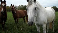 Лошади на поляне