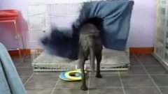 Собака укрывается одеялом