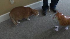 Кошка нападает на воздушную кошку