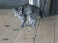 Движущиеся картинки кошек и смешные, сделать