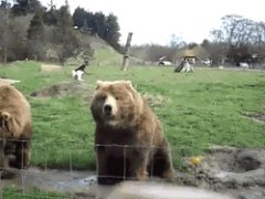 Всем, медведи смешные гифки