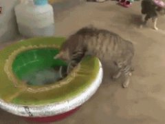 Кот и осьминог гифка
