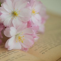 Новым, нежность фото картинки открытки