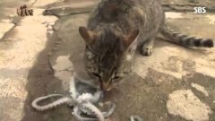 Кот и осьминог гифка, днем