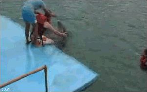 Дельфин насилует человека