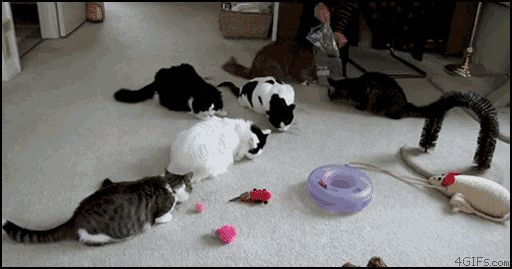 Распугала всех кошек