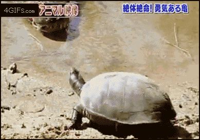 Броневая черепаха