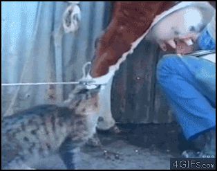 Кошка пьёт молоко