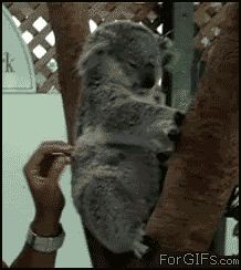 Ушки коалы