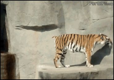 Испуганный тигр