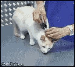 Как парализовать кошку