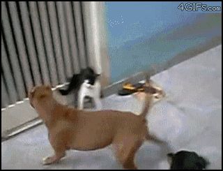 Одна кошка защитилась от двух собак
