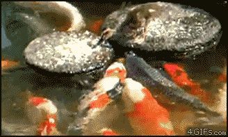 Утёнок кормит золотых рыбок