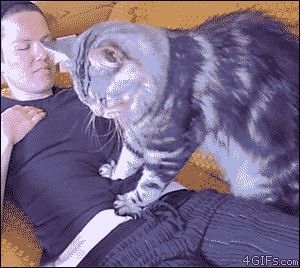 Большая кошка делает массаж