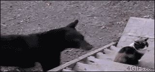 Кошка на побоялась медведя