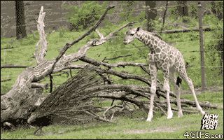 Павлин напугал маленького жирафа