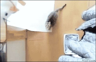 Прыжок кошки в замедленном действии