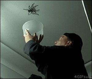 Ловля большого паука