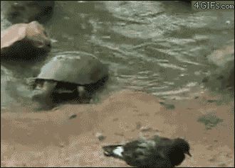 Черепаха быстрее птицы
