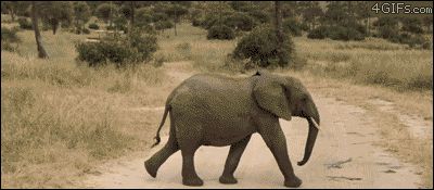 Слоник пробежал через дорогу