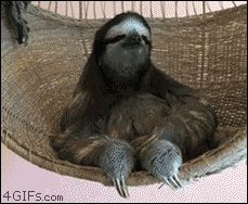 Ленивец расслабляется в гамаке