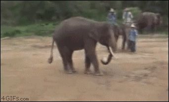 Слоненок - футболист