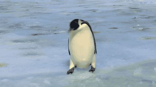 Провал пингвина