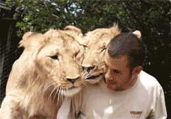 Дружба со львами